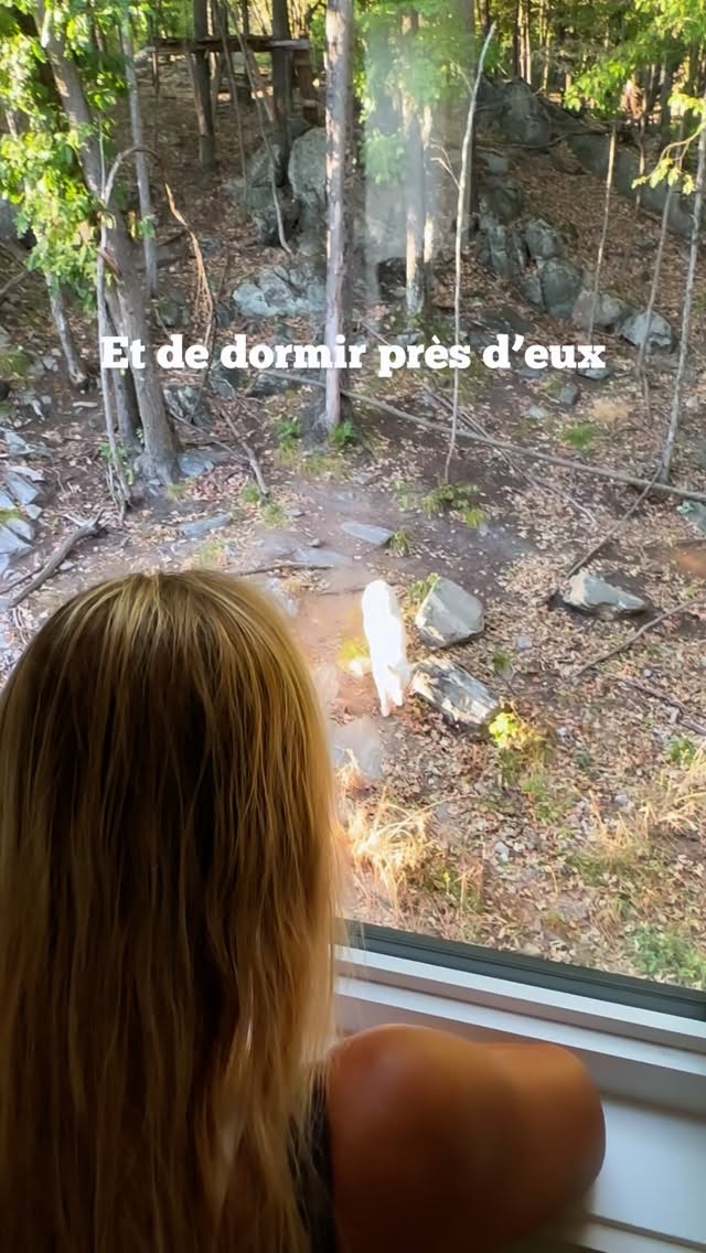 Instagram post by @chaloumar360 for Tourlane. Caption reads: 🐺 Et si tu passais une nuit au milieu des loups....