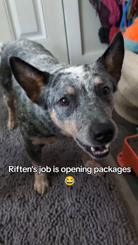 Instagram post by @riften_the_acd for Open Farm Pet. Caption reads: [...] your first $100 order of Open Farm!....