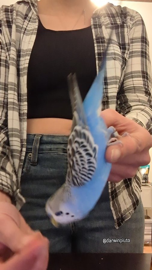 Instagram post by @darwinpluto for Lafeber Pet Birds. Caption reads: Yum! Darwin absolutely loved these garden veggie....