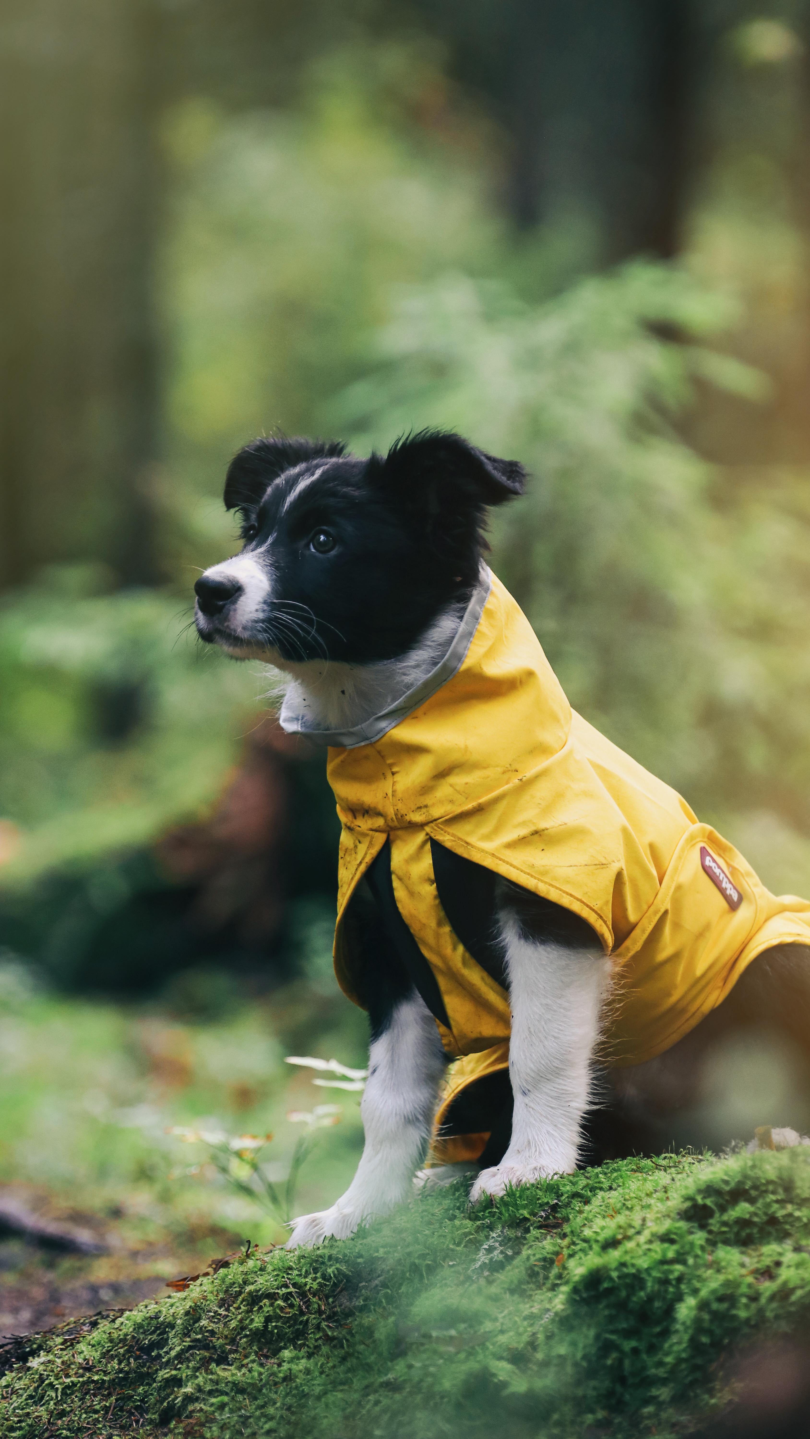 Instagram post by @thebcsonic for Pomppa Dogwear. Caption reads: AD @pomppadogwear New collection on action💥🍂🧡c)....