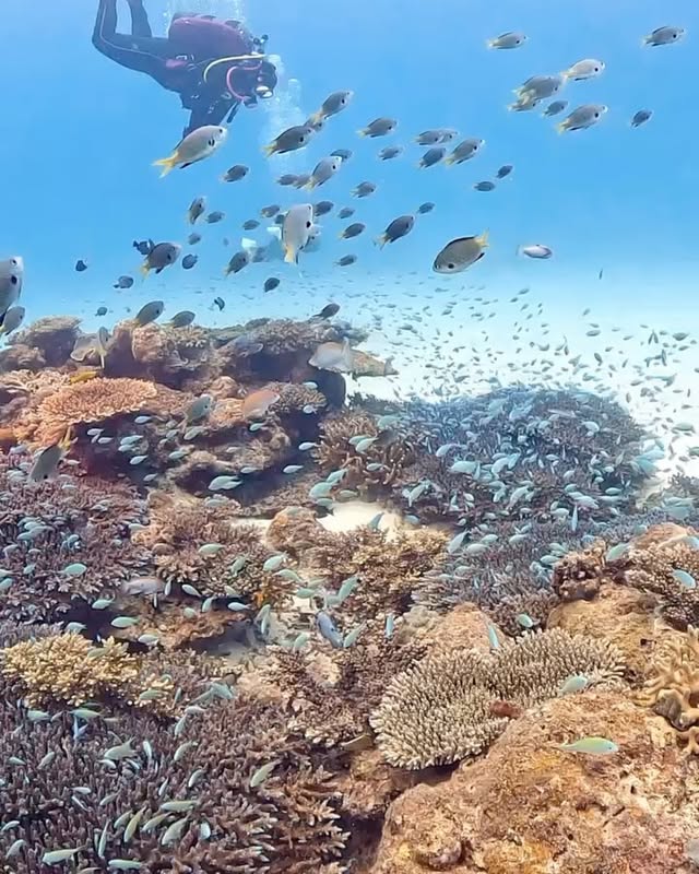Instagram post by @the.beautiful.destinations for Scuba Diving. Caption reads: 🐟 @alohadivers_okinawa 
Beautiful diving in....