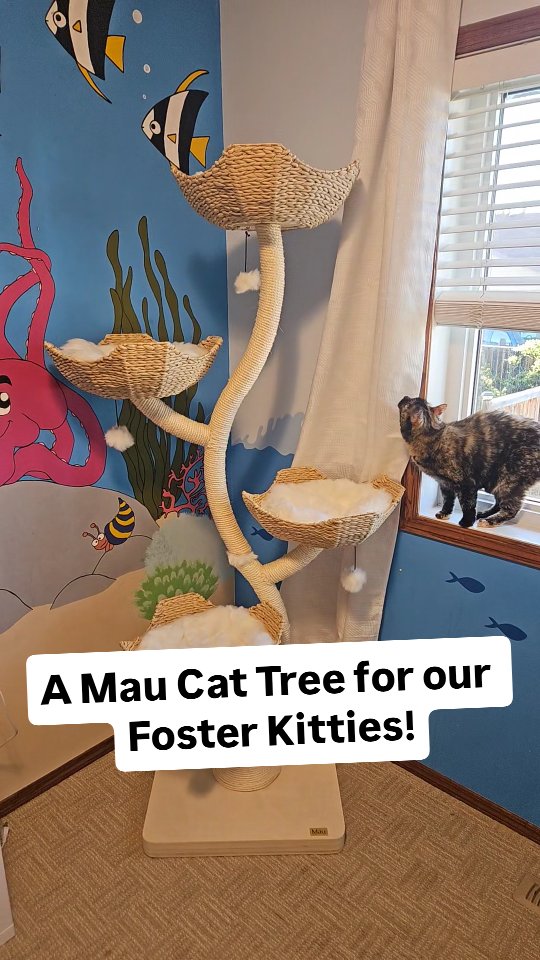 Instagram post by @evaandalexfoster for Maupets. Caption reads: Thank you so much to @mau.pets for this beautiful....