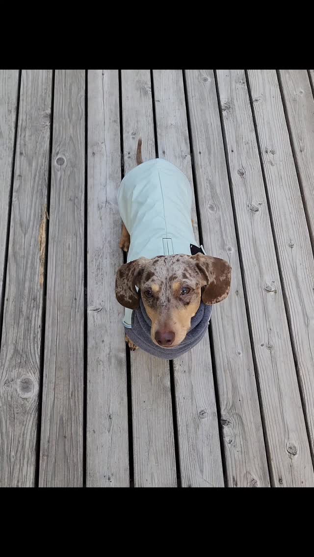 Instagram post by @youdidwhatwithyourwiener for Voyagers K9 Apparel. Caption reads: [...] but not snowy, I reach for our....