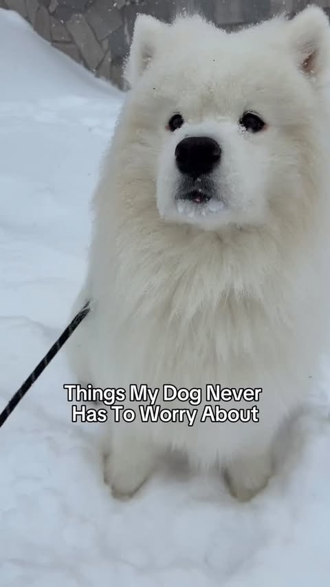 Instagram post by @biffthesamoyed for Earthborn Holistic Pet Food. Caption reads: Biff doesn’t have to worry about much… including....