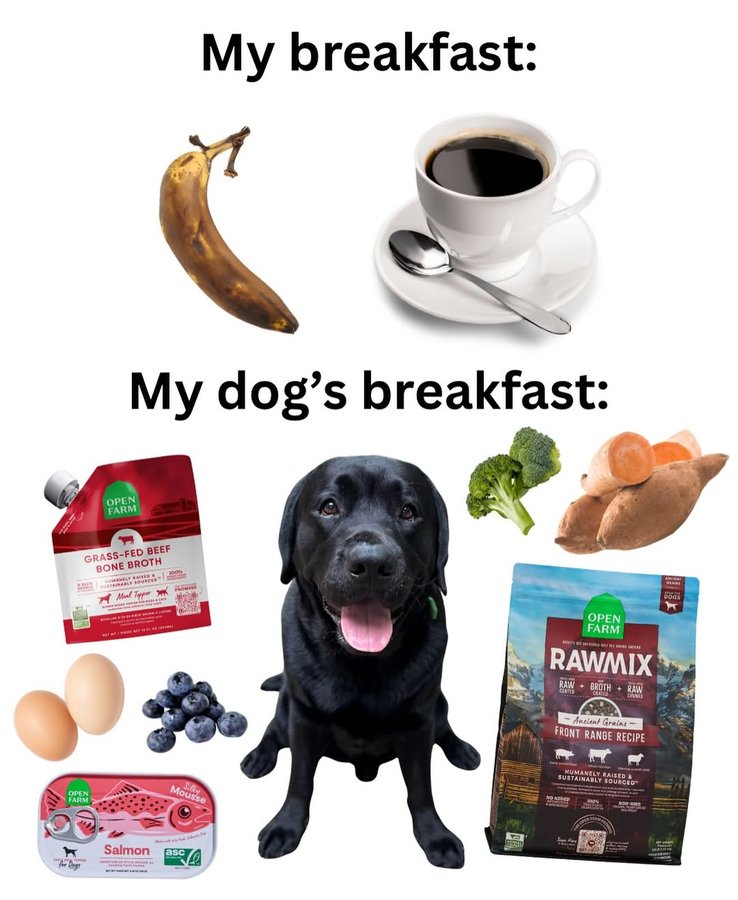 Instagram post by @remi_and_walter for Open Farm Pet. Caption reads: Farm-raised ingredients for him. Burnt coffee for....