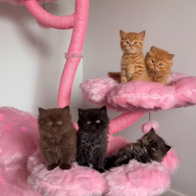 Instagram post by @felindorcats for KBSPETS. Caption reads: [...] their new cherry blossom cat tree from....