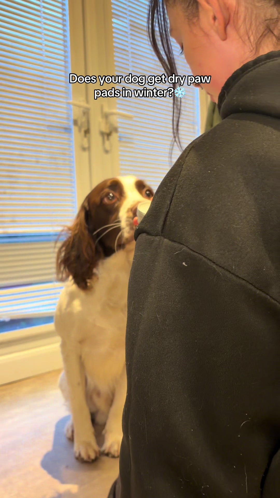 TikTok post by @agirlandherspaniel_ for Herbal Dog Co. Caption reads: [...] prevent those cracked toe beans 🫘 @Herbal....
