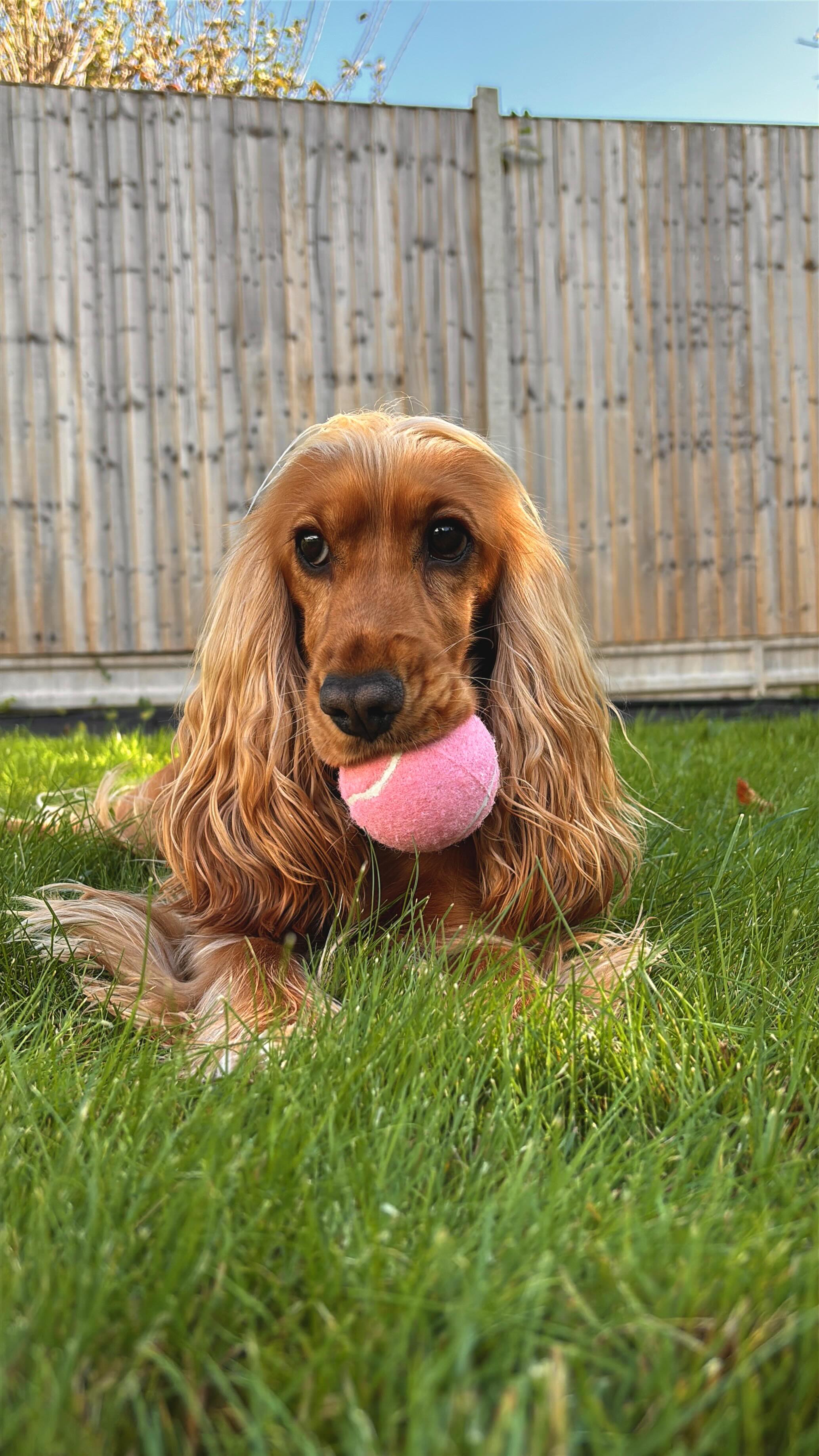 Instagram post by @hannahswift.xo for Pooch and Mutt. Caption reads: So pleased with how Honey’s been doing lately 🥹....