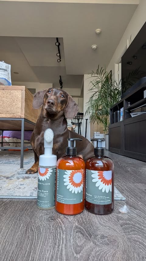 Instagram post by @rodneyandgabstoronto for Dandylion. Caption reads: [...] paws after a walk before! Thank you....