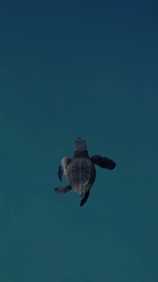 Instagram post by @ollieclarkephoto for Earth. Caption reads: Ocean navigator.
cc: @ollieclarkephoto.