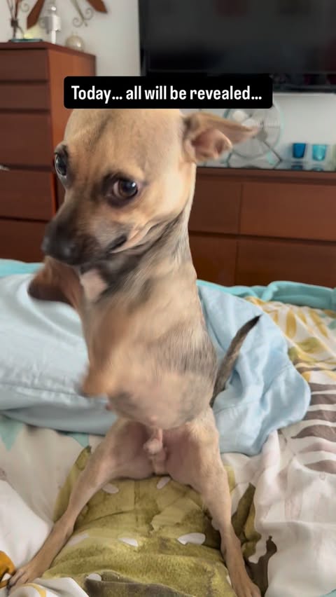 Instagram post by @amira.amiracle for WeRateDogs. Caption reads: @amira.amiracle today at 4:00pm Eastern Standard....