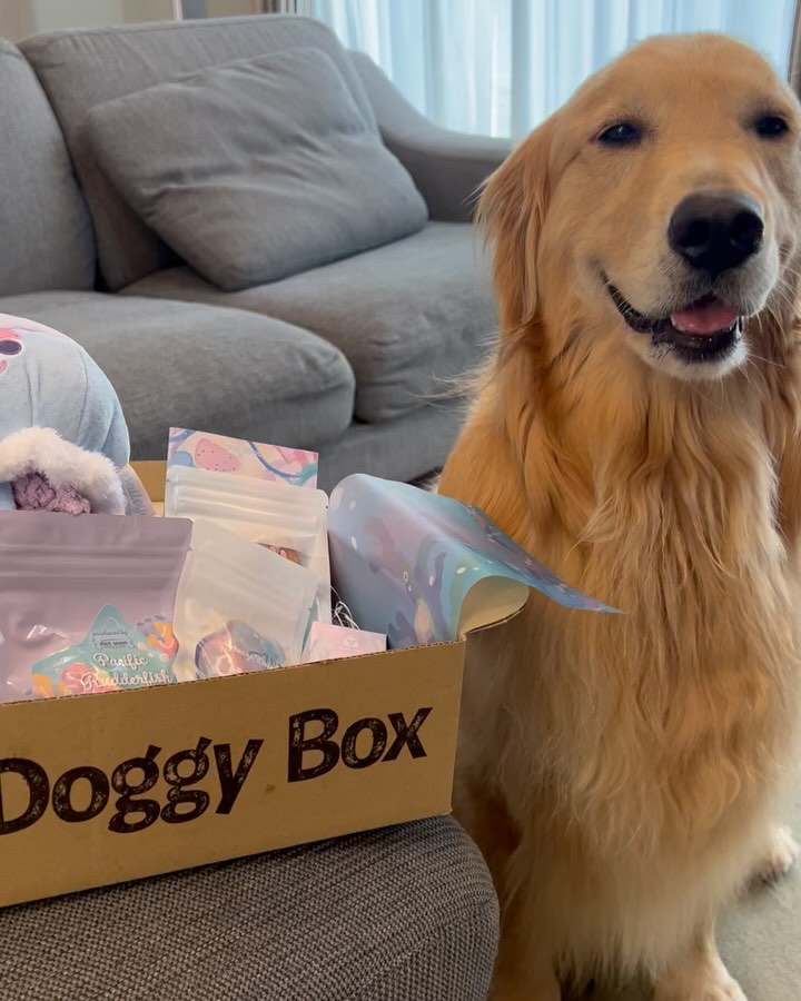 Instagram post by @san_goldenretriever for Doggy Box. Caption reads: 6月の　@doggybox_jp ....