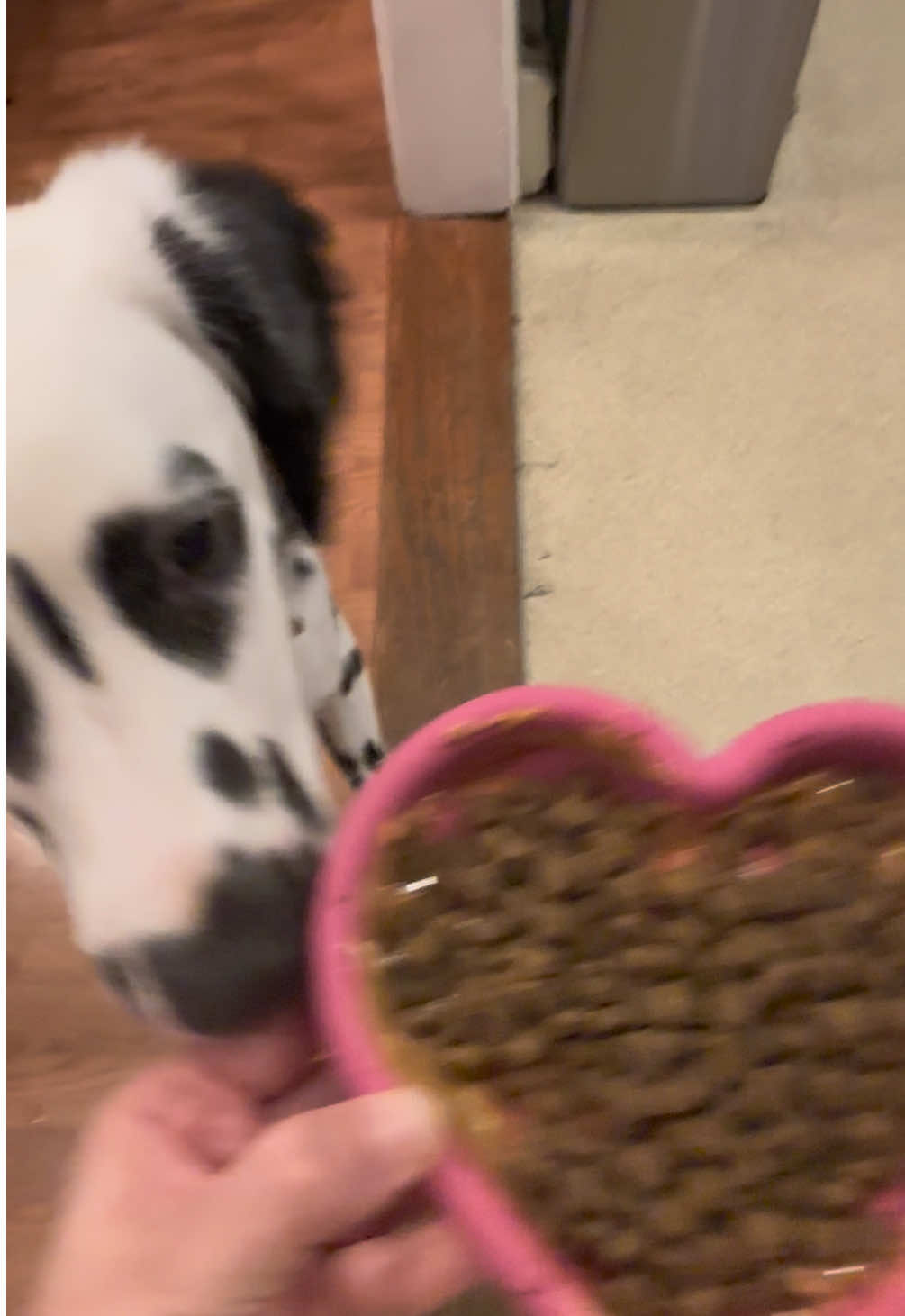 TikTok post by @blaise_the_dal for Freezbone. Caption reads: [...] #dalmatian #valentine #mukbangs #dog....