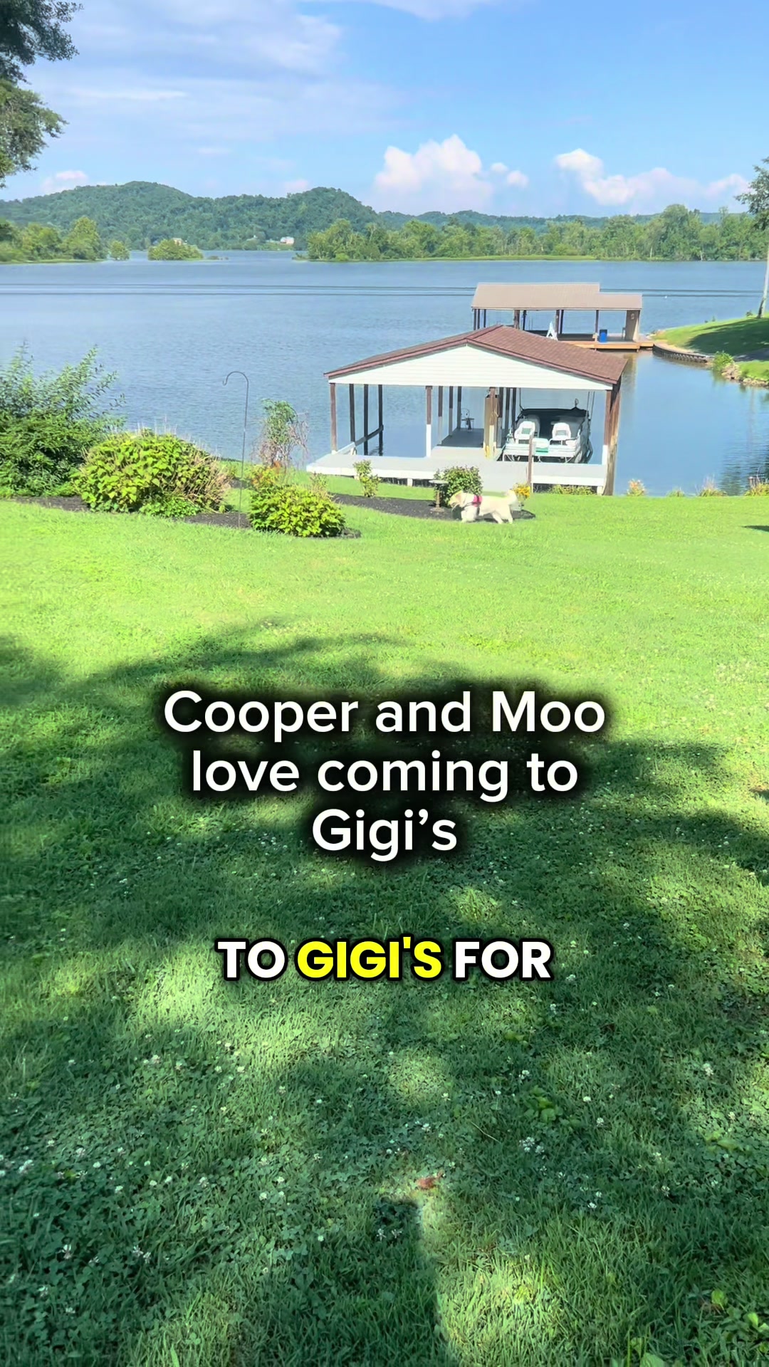 TikTok post by @cooperandmoo for Jugbow. Caption reads: Training with the jugbow collar @Jugbow US #dogtok....