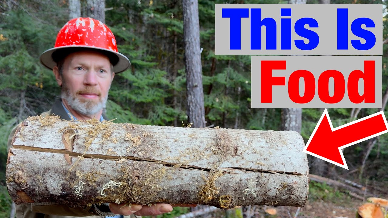 YouTube post by @WilsonForestLands for North Spore. Caption reads: Mushrooms Turn Wood Into Delicious Food (Here's....