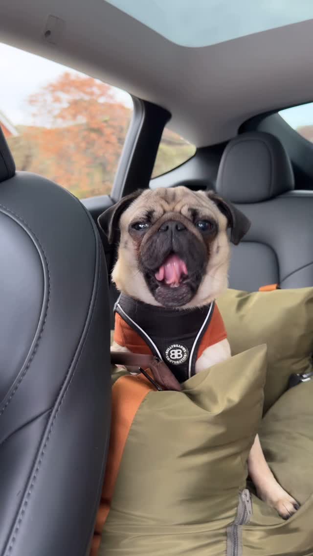Instagram post by @thepuggysmalls for Barked by 9GAG. Caption reads: Spicy meatball on his way to cause some mayhem....