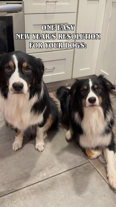 Instagram post by @mr.bodieaussie for Open Farm Pet. Caption reads: [...] for meal time when I pull out the....