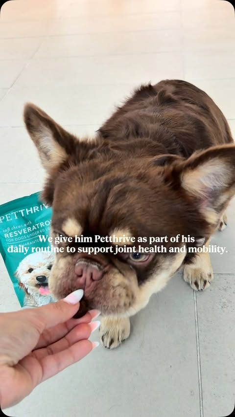 Instagram post by @milothefluffy0 for Pawjourr. Caption reads: [...] everything to me. 🥹🐶💚 @petthrive....