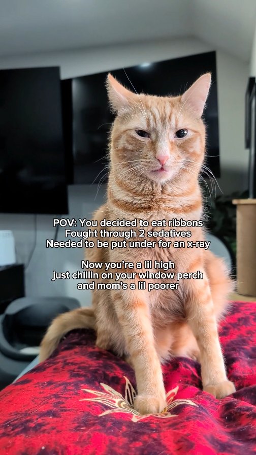 Instagram post by @itscookie.cat for Petsfit. Caption reads: [...] #cathammock #windowhammock #orangecat....