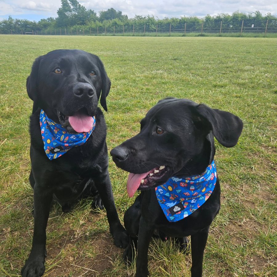 Instagram post by @sully2020ode2022 for Hello Beenie. Caption reads: [...] wear our Summer Loving bandanas from....
