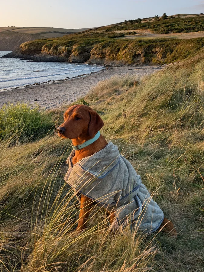 Instagram post by @foxredrolo for Scruffs. Caption reads: [...] we were kindly gifted the  @petslovescruffs....