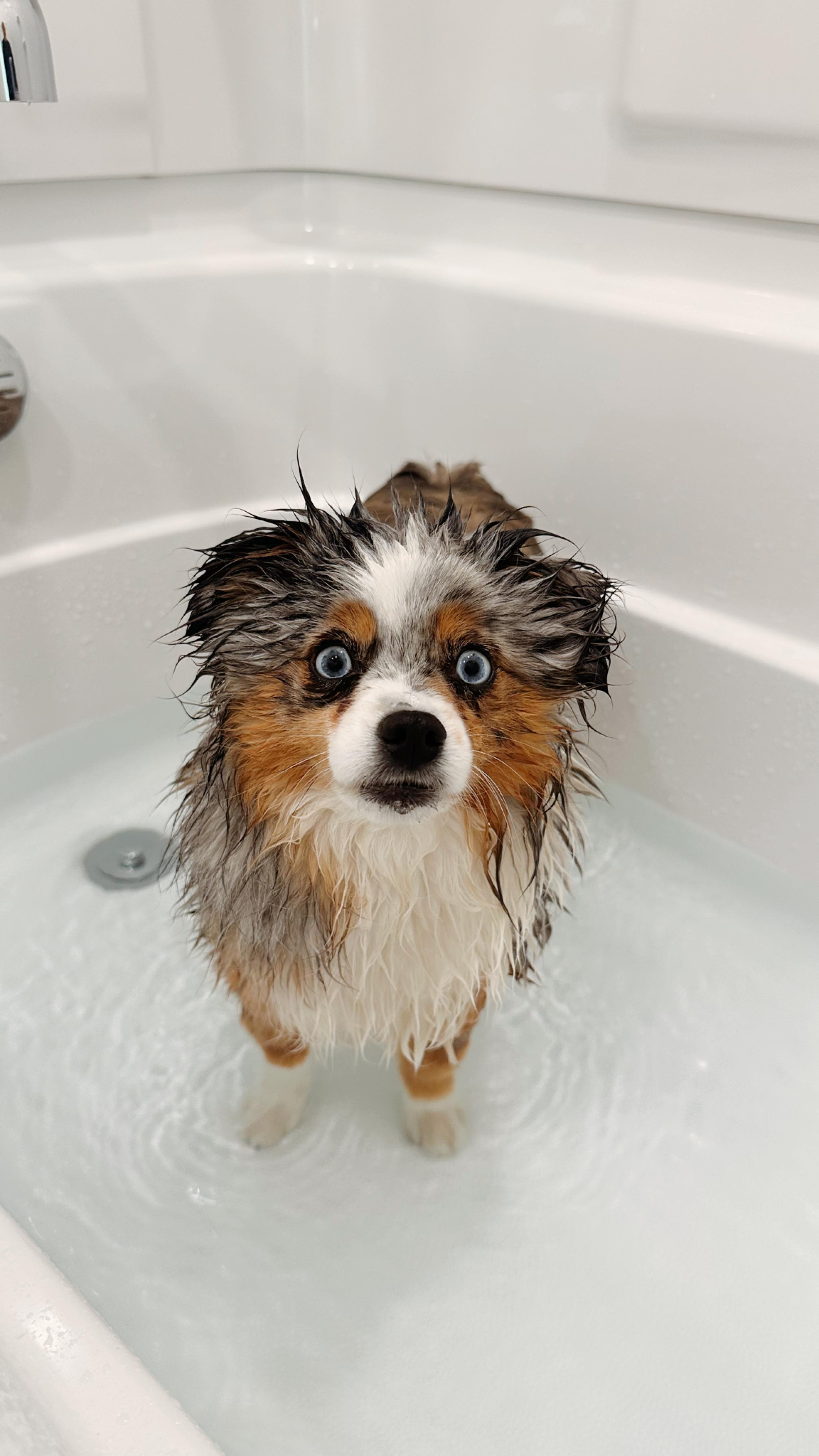 Instagram post by @chaoswithkoda for Earth Rated. Caption reads: Stinky boy needed a bath! Lucky for us, he loves....