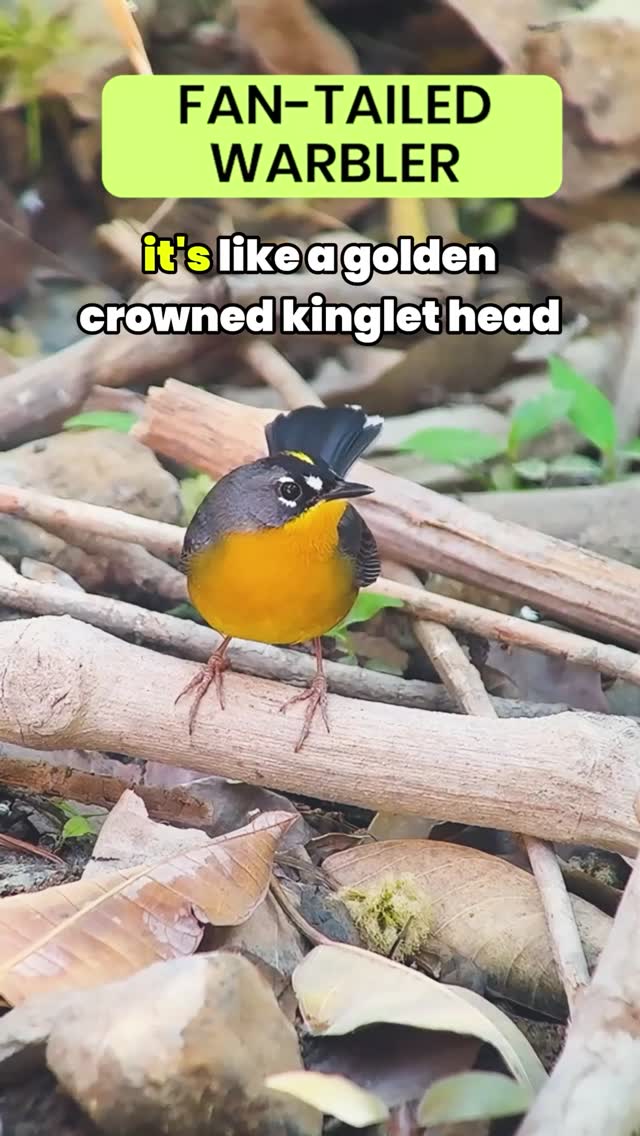 Instagram post by @birding_with_rick for Ollin. Caption reads: [...] linked in bio)⁠ ⁠ Video taken with the....