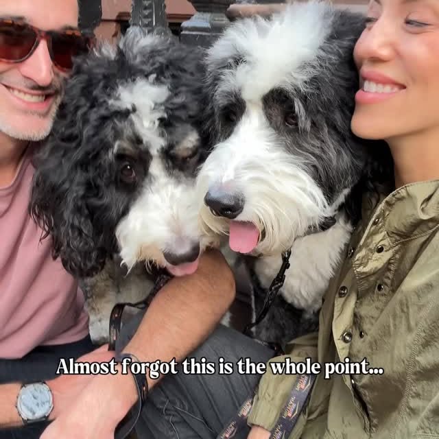 Instagram post by @hannahcorbinnyc for PURINA PRO PLAN. Caption reads: Dogs are the just the best!! #Ad From busy work....