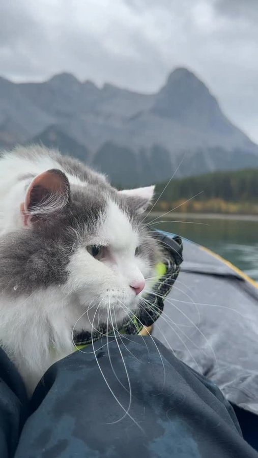 Instagram post by @greatgramsofgary for The Sims. Caption reads: #SponsoredbyEA Not everyone has a cat to take....