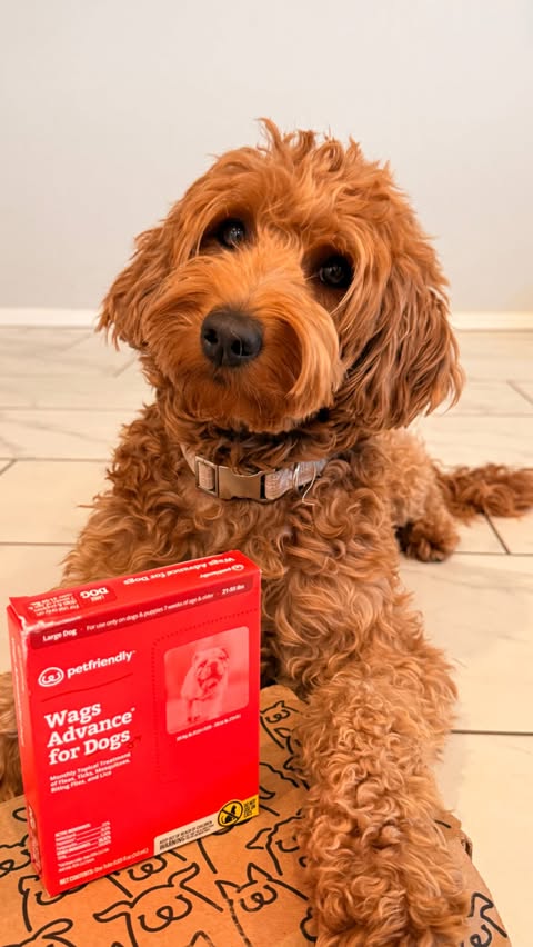 Instagram post by @lexi.doodle.adventures for Pawjourr. Caption reads: [...] Paid partnership with @petfriendlybox....