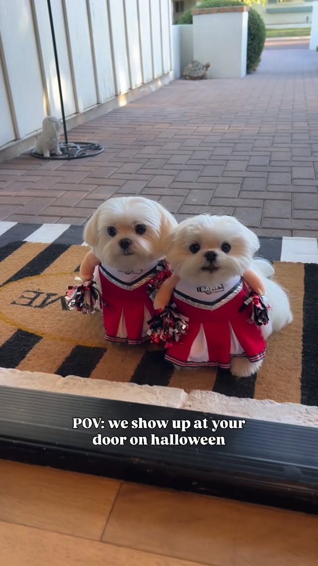 Instagram post by @cocothemaltesedog for PetSmart. Caption reads: POV: you open your door to this😂🐶
Costumes:....