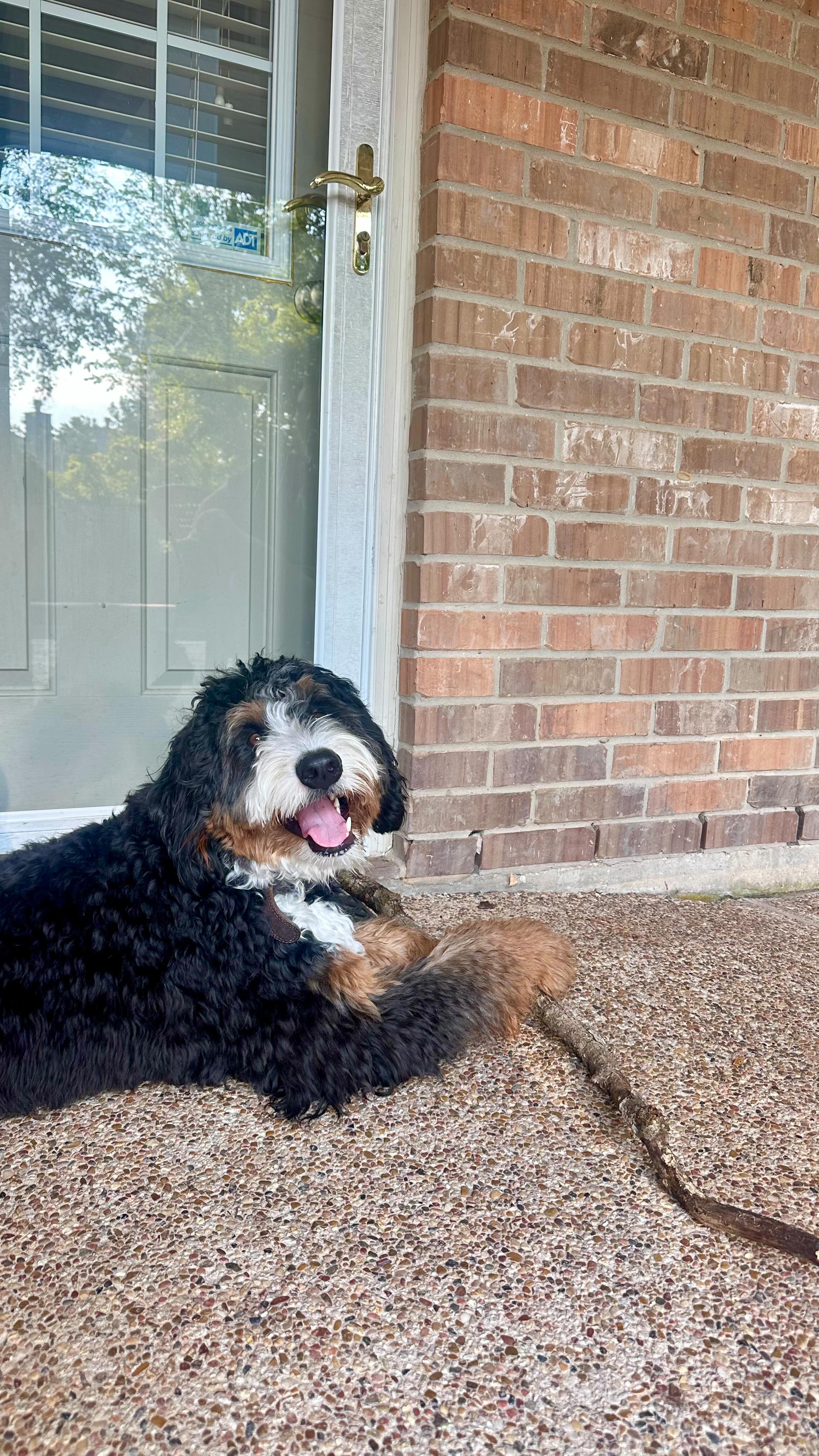 Instagram post by @hwfeed for Pet Releaf. Caption reads: Still time to grab some @petreleaf Stress Releaf....