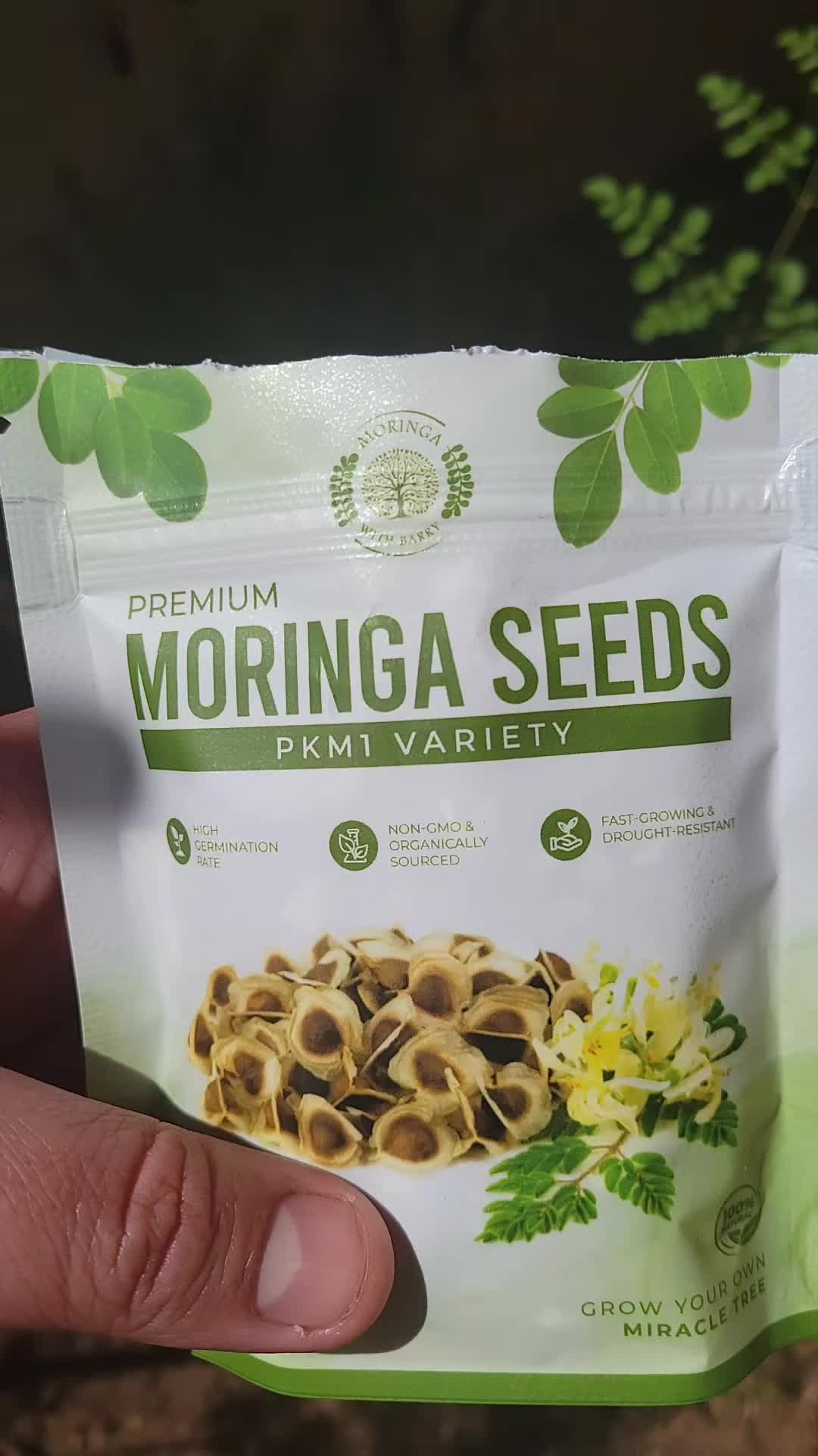 TikTok post by @moringajoe for MoringawithBarry. Caption reads: @MoringawithBarry #moringaseeds #moringatrees....