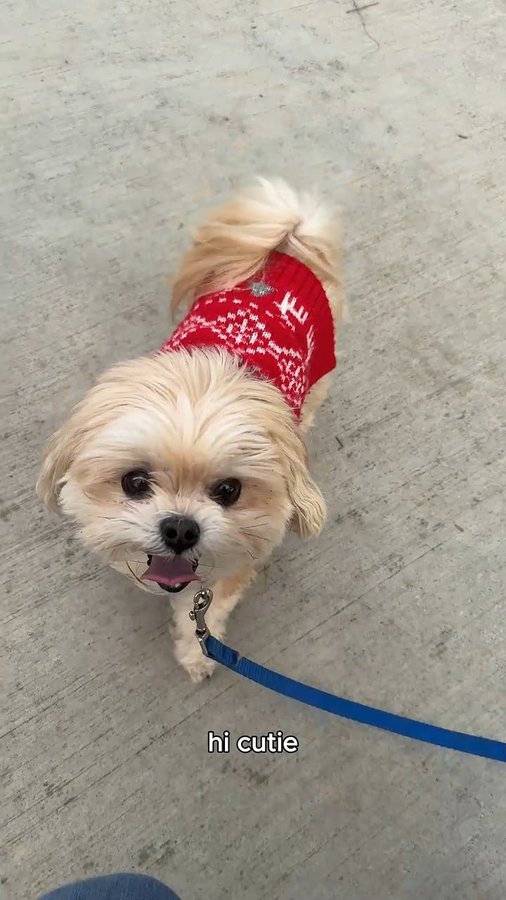 Instagram post by @ericanagashima for XSET. Caption reads: [...] exercise and track my progress easily! @xset....