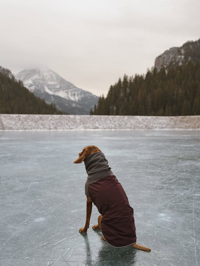 Instagram post by @adventureonpoint for Voyagers K9 Apparel. Caption reads: While we have been on this lake while frozen, it’s....