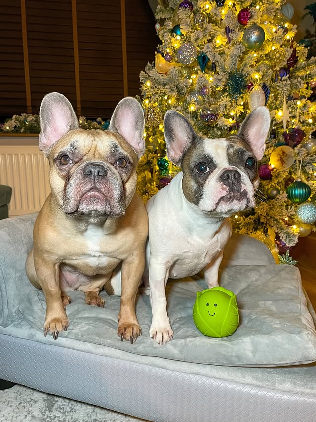 Instagram post by @prettypennyandindy for Fur the Love of Toys. Caption reads: [...] last day for Christmas orders at....