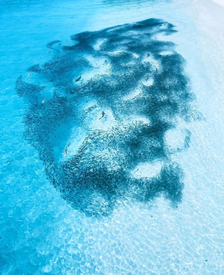 Instagram post by @travelingwithstyle_ for National Geographic Travel. Caption reads: 🦈 @centaragrandmaldives 
#blue #ocean #maldives....