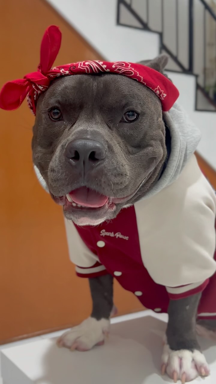 Instagram post by @pablo.c_bully for Spark Paws. Caption reads: Enrolling myself into ❗️SPARK PAWS 1 UNIVERSITY❗️....