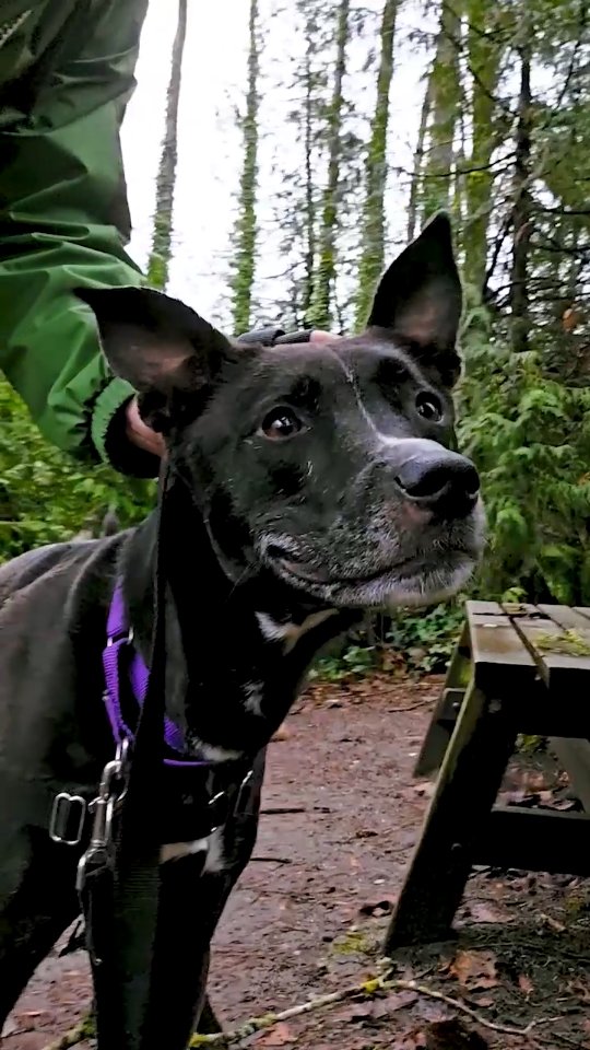 Instagram post by @seattlehumane for Hills Pet. Caption reads: Hill’s Pet Nutrition has long been a reliable....