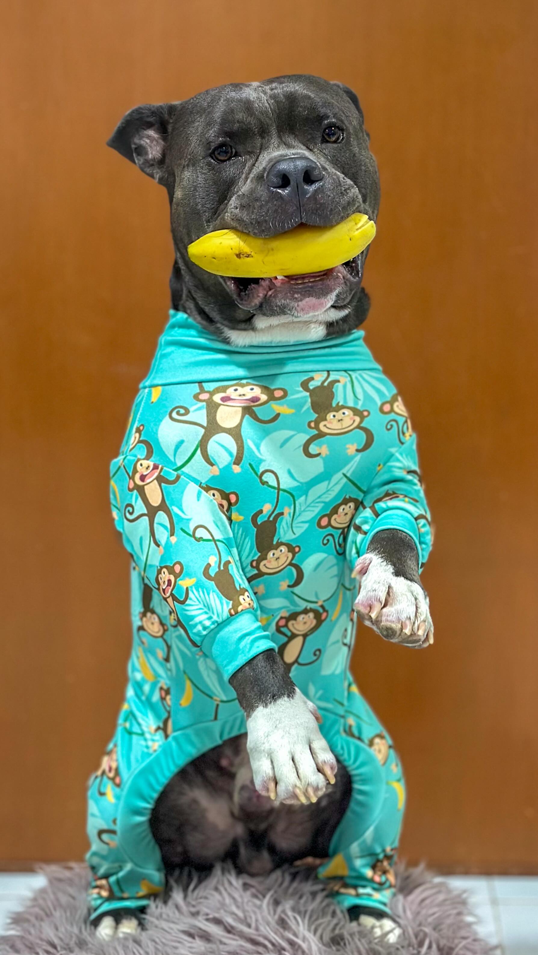 Instagram post by @pablo.c_bully for Spark Paws. Caption reads: [...] 𝐂𝐎𝐃𝐄 : 𝐏𝐀𝐁𝐋𝐎𝟏𝟓 @sparkpawsofficial....