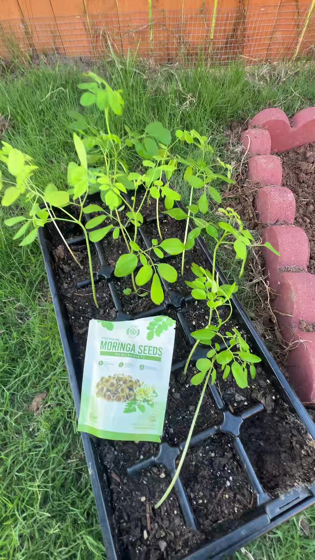 TikTok post by @pawan_adhikari92 for MoringawithBarry. Caption reads: [...] #moringaseeds @moringa___ @MoringawithBarry.