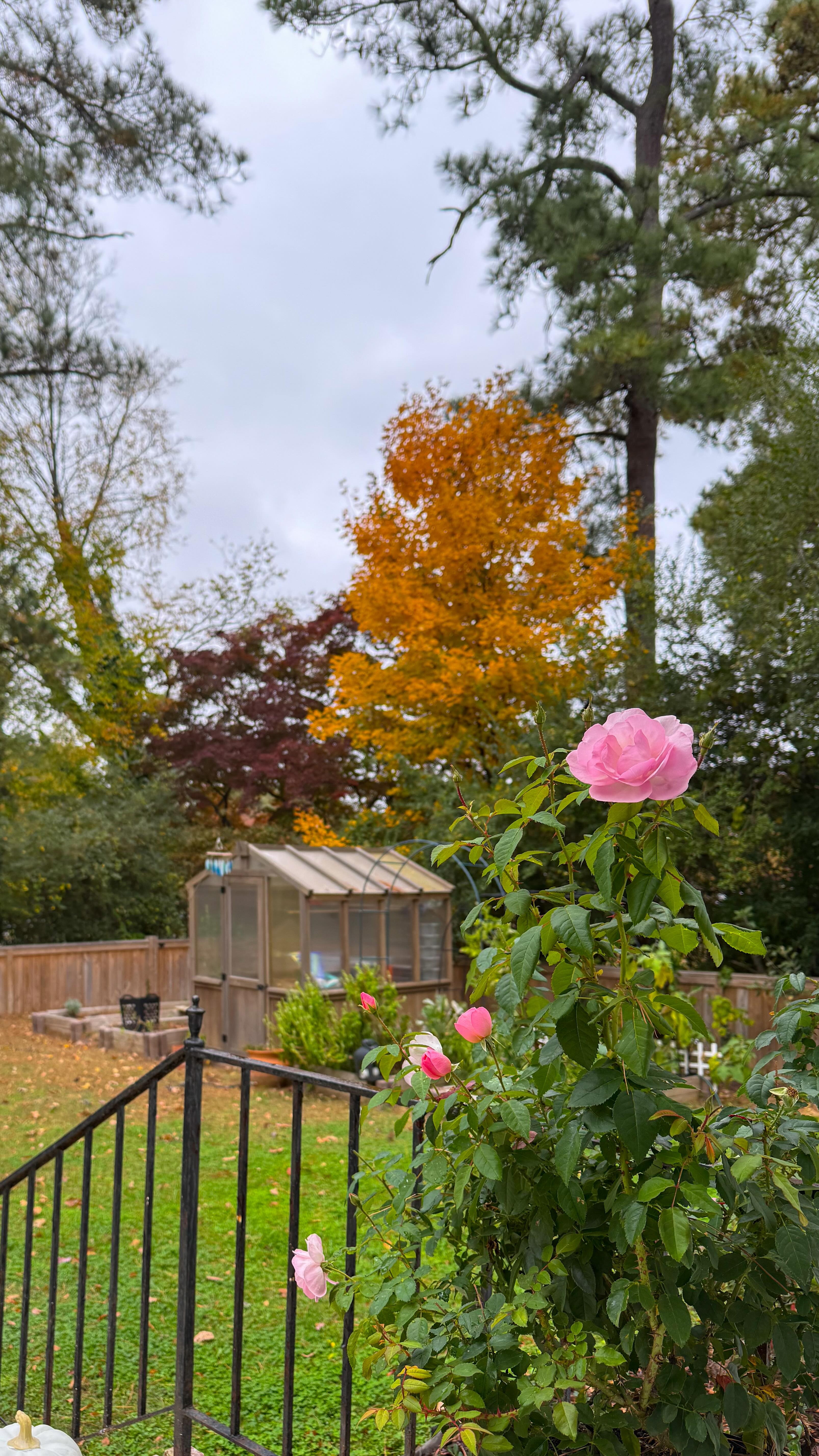 Instagram post by @hellomorellos for Charlotte’s Web. Caption reads: [...] a cozy blanket.. and always the Charlotte’s....