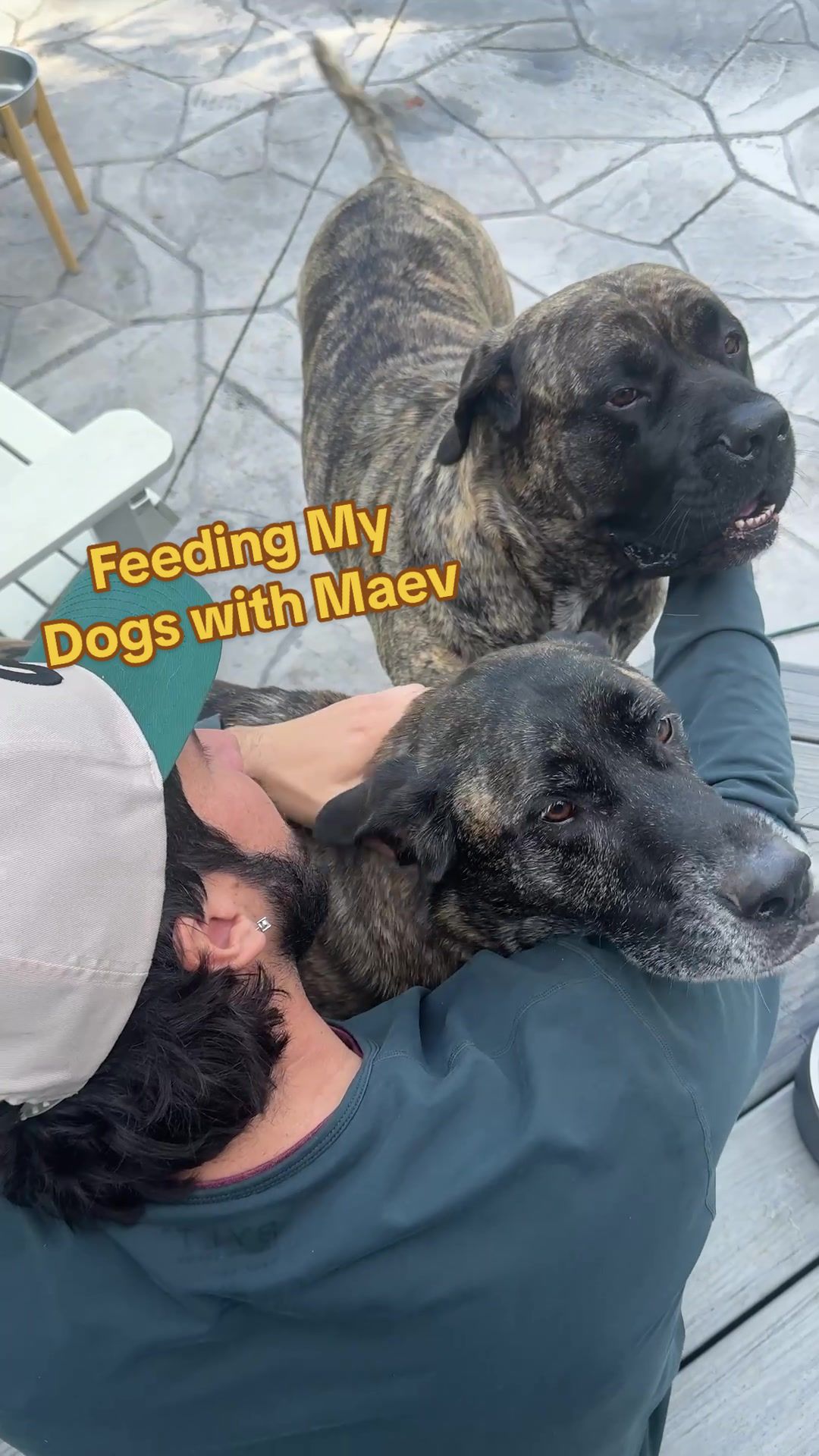 TikTok post by @chefcuso for Maev. Caption reads: New Zealand Lamb for my dogs with @Maev.