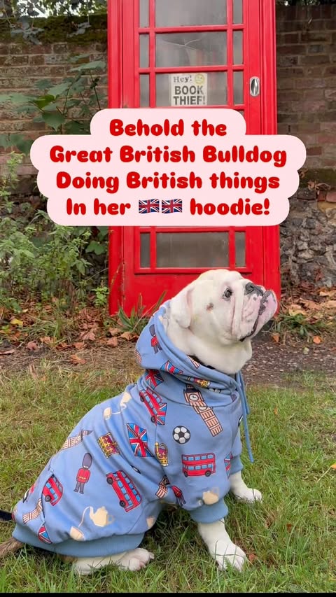 Instagram post by @cleverclementine for Spark Paws. Caption reads: Winter wardrobe sorted! Of course it’s....