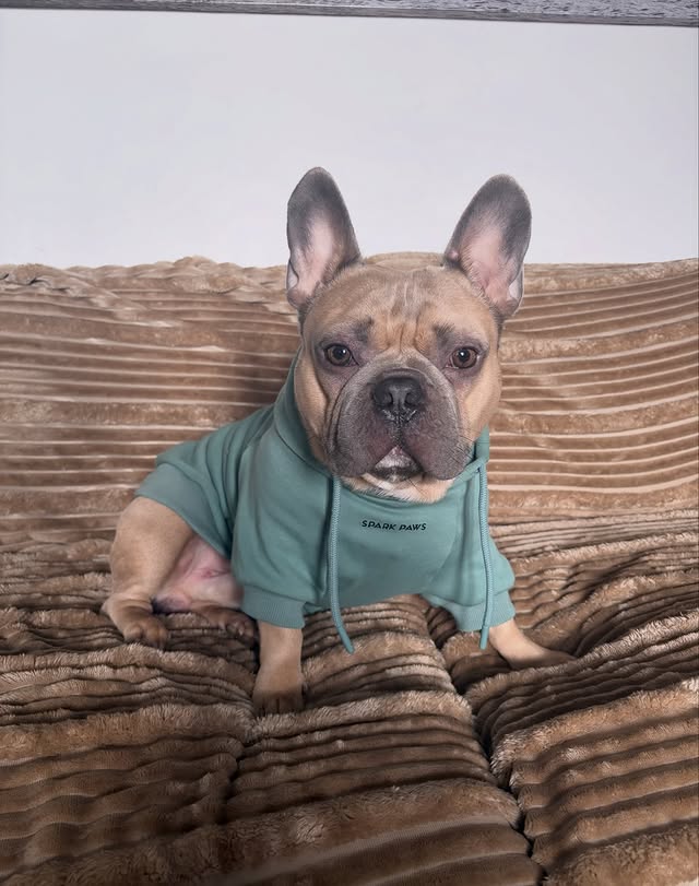 Instagram post by @bowser_the.frenchie for Spark Paws. Caption reads: [...] dog hoodie - teal in size XL from....