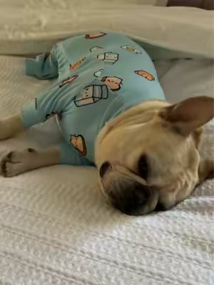 TikTok post by @cremethefrenchie for Spark Paws. Caption reads: [...] 🤗☁️ I’m wearing size L. @@SPARK PAWS....