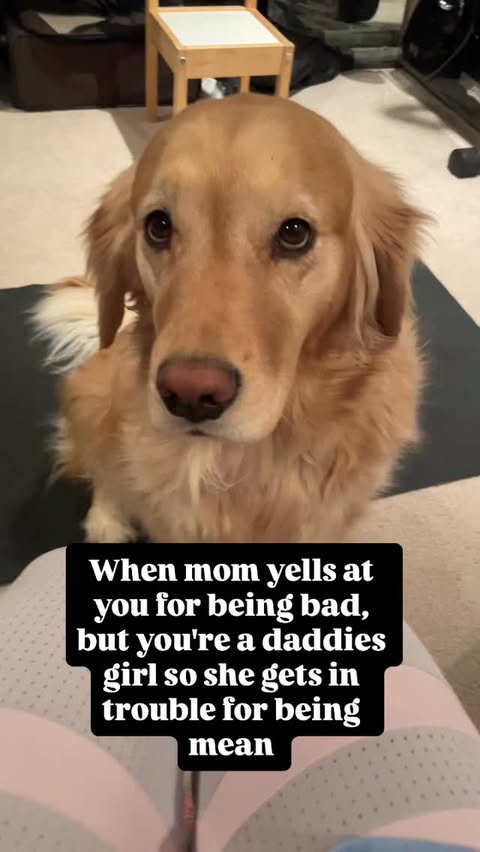 Instagram post by @mrsmcintyre.lifestyle for PetSmart. Caption reads: 🎉Follow: @thegolden.lunabear It’s her world. I’m....