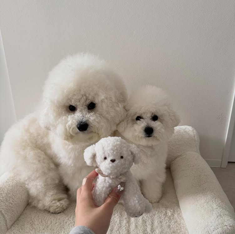 Instagram post by @pom._.pudding_ for monchéri. Caption reads: @moncheri.dog さんの白い犬のぬいぐるみ🧸🤍 ぽむたちに似て可愛い🥹....