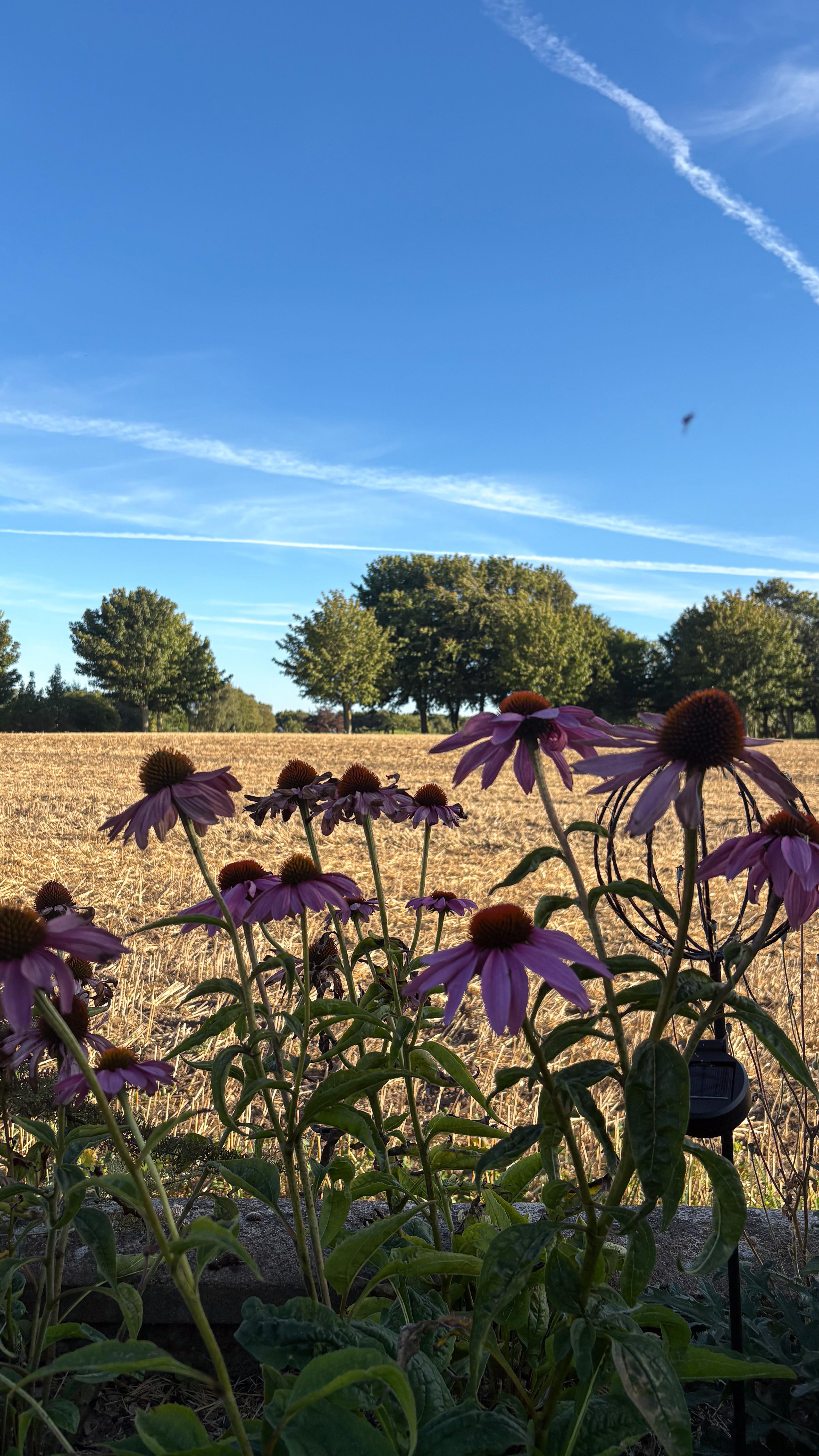 Instagram post by @jinaluxx for Frankies Bikinis. Caption reads: I want to go for one last swim before it gets too....
