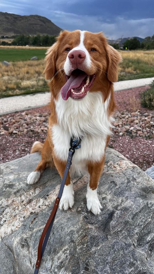 Instagram post by @two.mountain.tollers for Strange Tails. Caption reads: [...] for us too. Favorite leashes:....